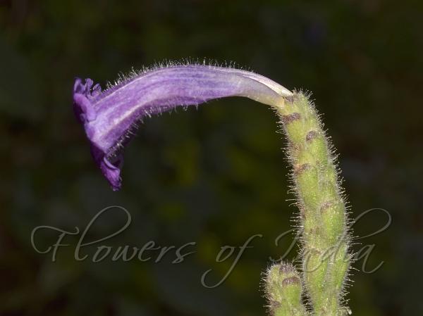 Tube Coneflower
